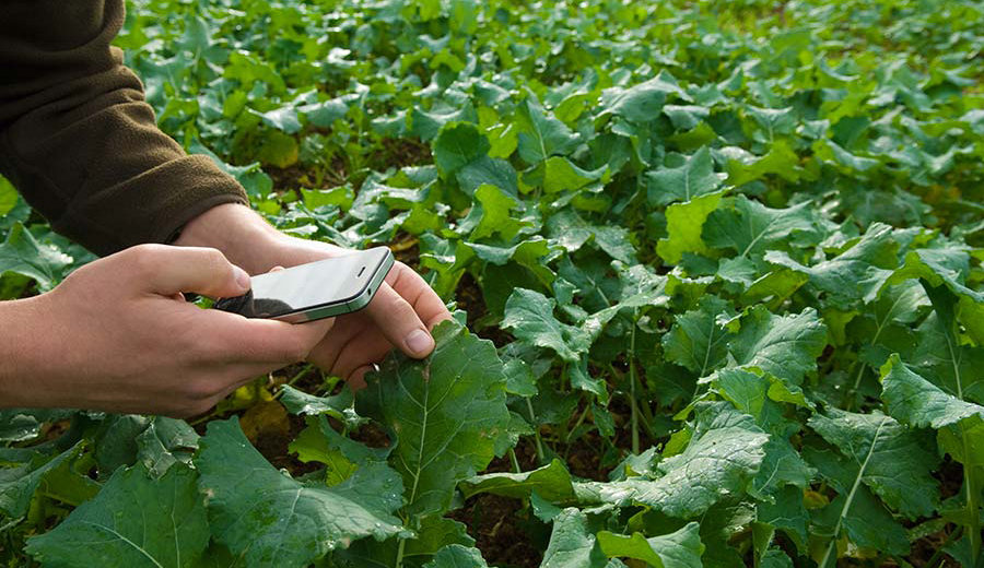Field Crop Monitoring