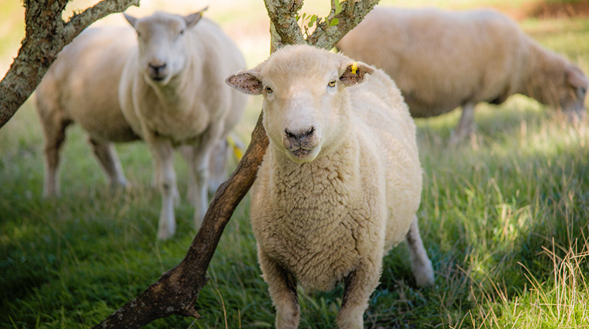 Sheeps in field, close up shot