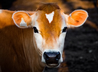 cow