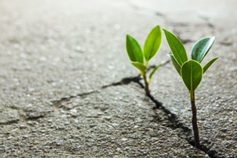 Beton groen plant